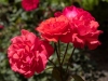 Roses in the Wallace Rose Garden