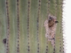 Gila Woodpecker