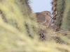 Mourning Dove