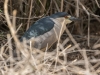 Black-crowned Night Heron