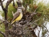 Western Kingbird