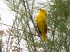 Yellow Warbler