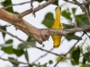 Yellow Warbler