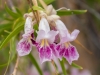 Desert Willow