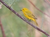 Yellow Warbler