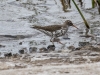 Spotted Sandpiper