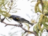 Yellow-rumped Warbler