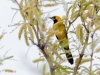 Hooded Oriole