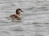 Ruddy Duck