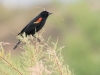 Red-winged Blackbird