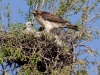 Red-tailed Hawk