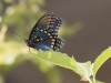 Red-spotted Purple