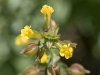 Seep Monkeyflower