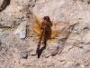 Red Rock Skimmer