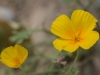 California Poppy