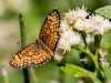 Arizona Checkerspot