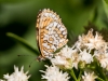 Arizona Checkerspot