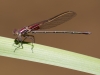 American Rubyspot