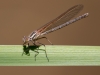 American Rubyspot