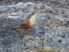 Canyon Wren