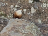 Canyon Wren