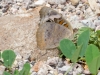 Common Buckeye