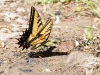 Two-tailed Swallowtail