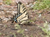 Two-tailed Swallowtail