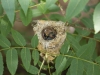 Bell's Vireo