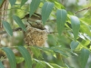 Bell's Vireo