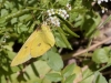 Clouded Sulphur