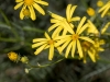 Threadleaf Ragwort