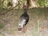 Wild Turkey