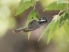 Bridled Titmouse