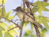 Dusky-capped Flycatcher