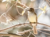 Dusky-capped Flycatcher