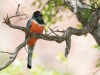 Elegant Trogon