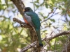 Elegant Trogon