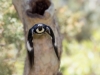 Acorn Woodpecker