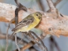 Lesser Goldfinch