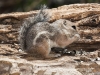 Harris' Antelope Squirrel