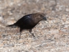 Brown-headed Cowbird