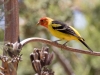 Western Tanager