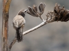 Cactus Wren