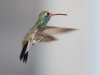 Broad-billed Hummingbird