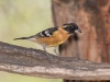 Black-headed Grosbeak