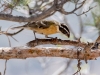 Black-headed Grosbeak