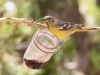 Scott's Oriole