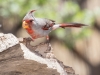 Pyrrhuloxia