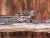 Pine Siskin